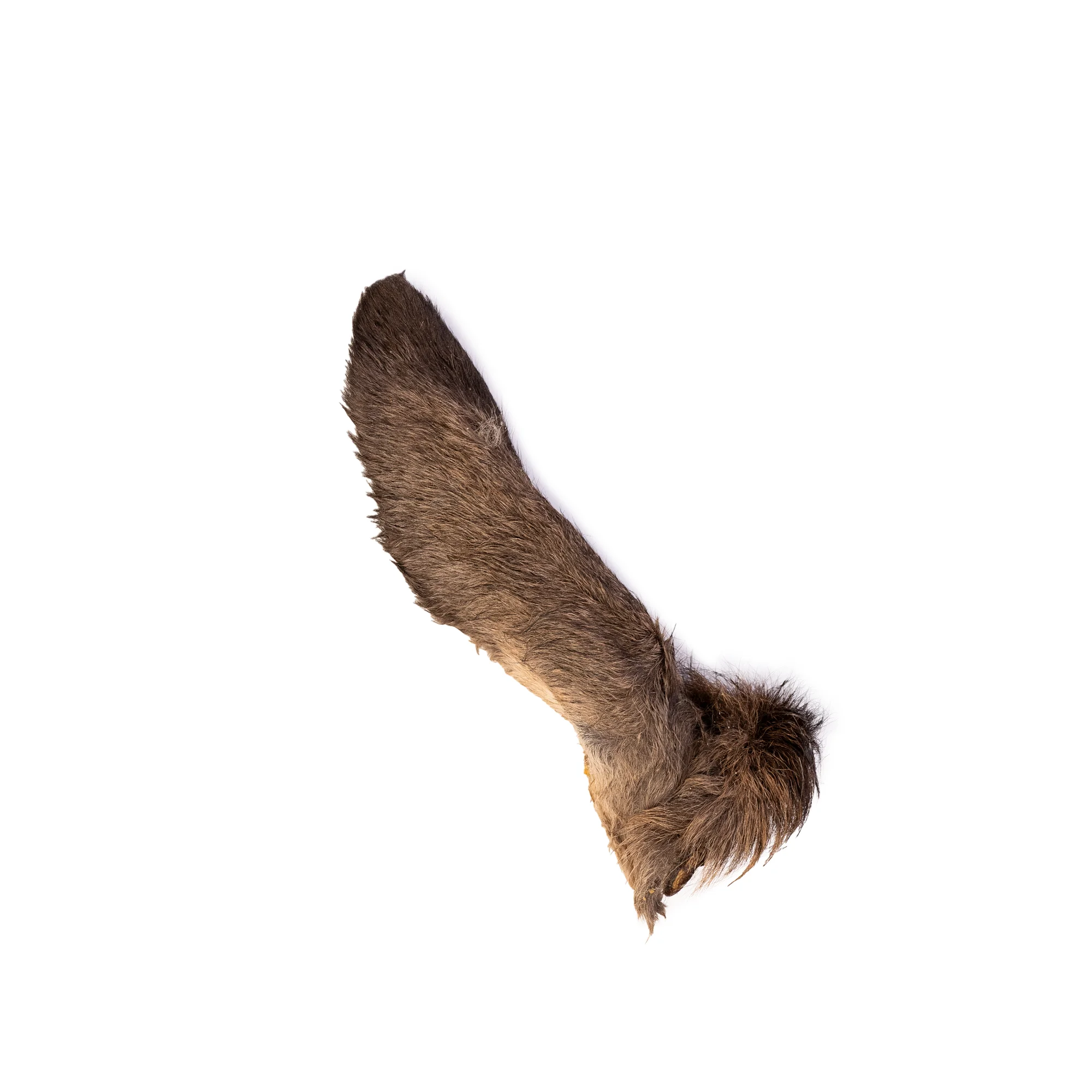 Ucho_sarnyz_szerscia_1_2_png.webp 1d6804bbf6e1ce04ae241a49904bec28