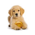 89f91487ebb2c2dca6f799a4ac490077