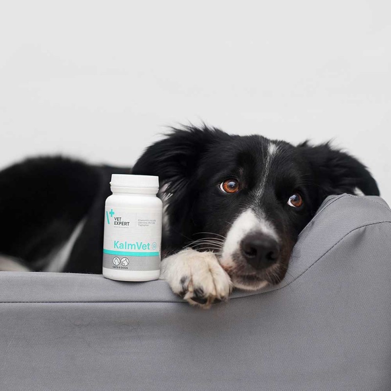 kalmvet_preparat_na_objawy_stresu_dla_psow_i_kotow_1.jpg 6d860bf7a56e4e14f11273d6cd492977